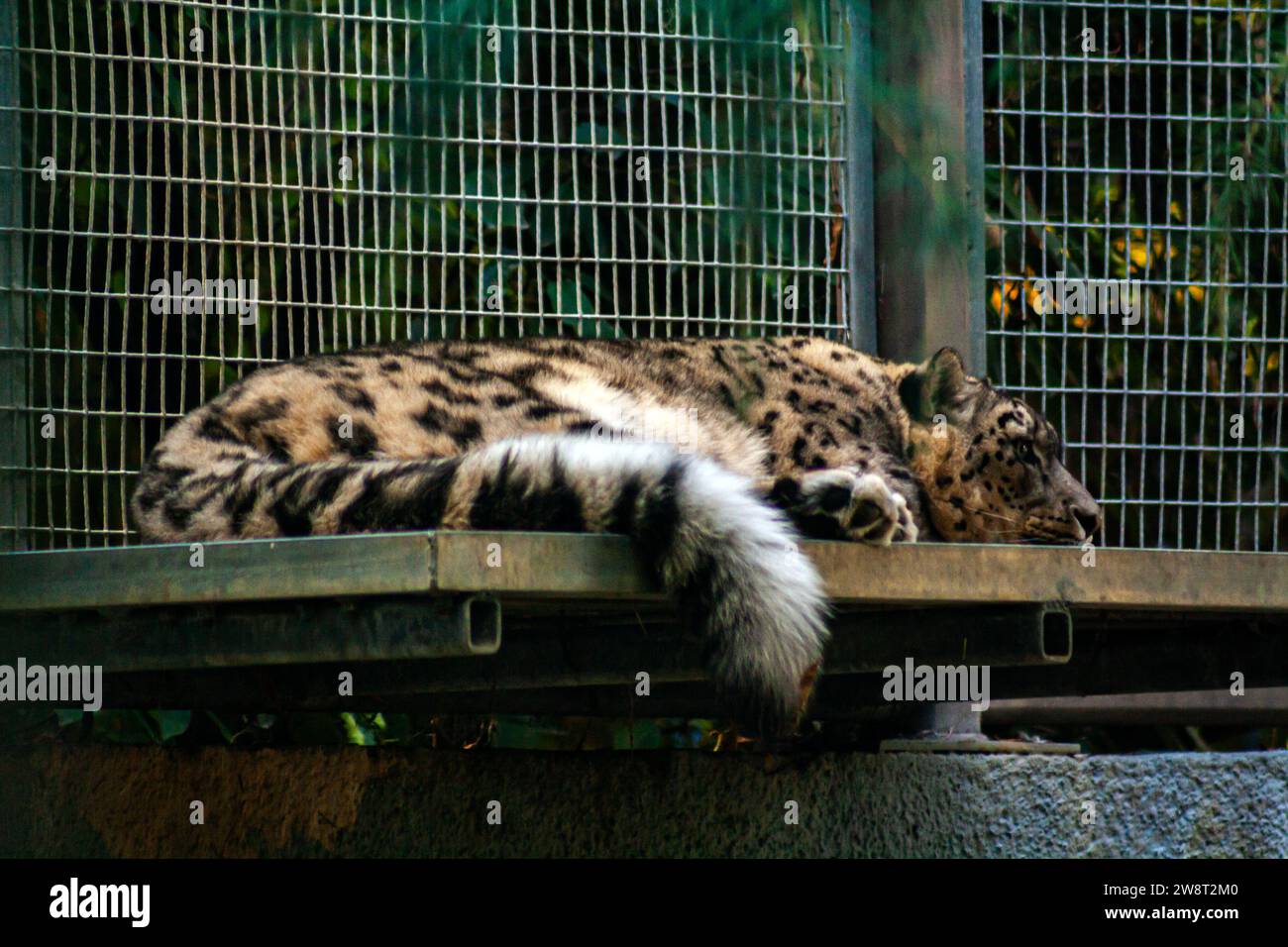 Léopard des neiges endormi, Panthera uncia faisant une sieste Banque D'Images