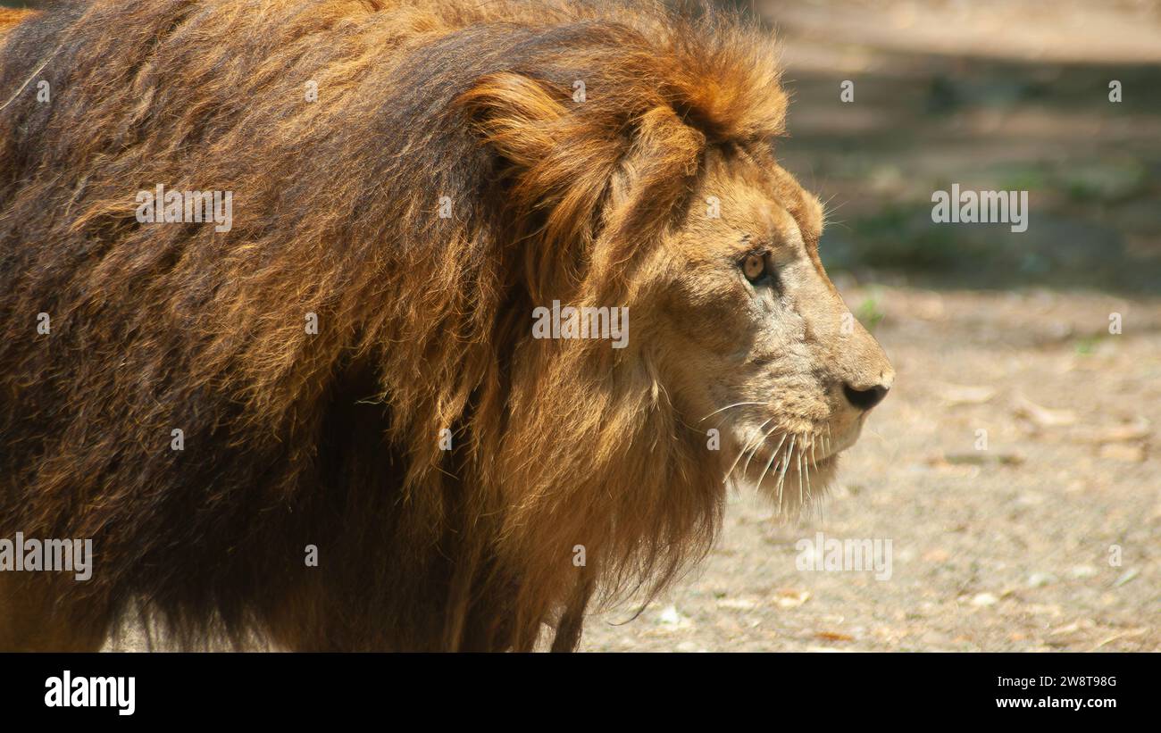 Lion asiatique ou Panthera leo persica marche dans la savane en grognant Banque D'Images