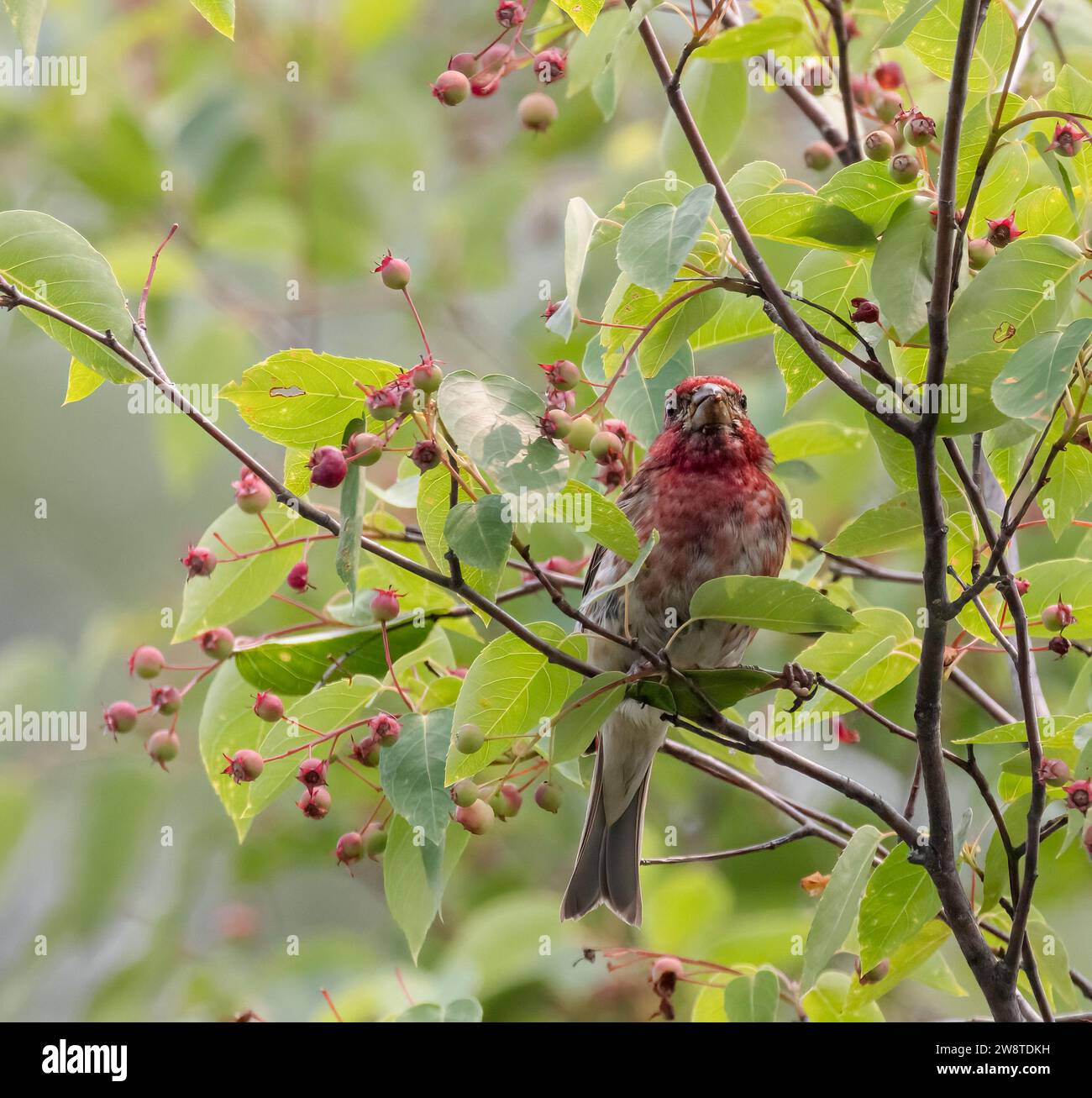 Finch violet mâle dans un pommier de crabe Banque D'Images