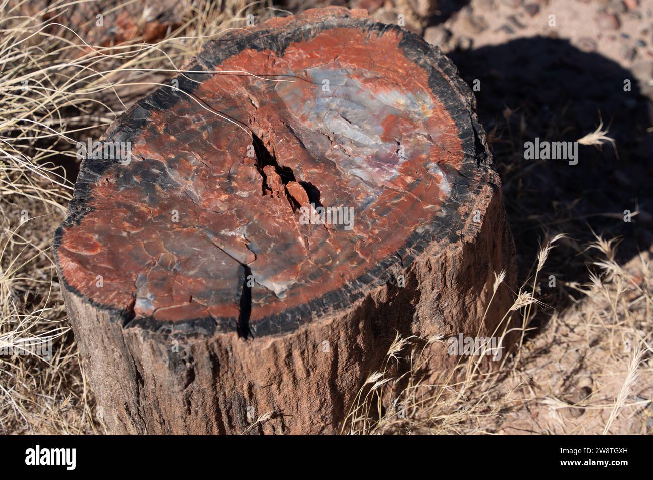 Bois pétrifié du Trias Banque D'Images