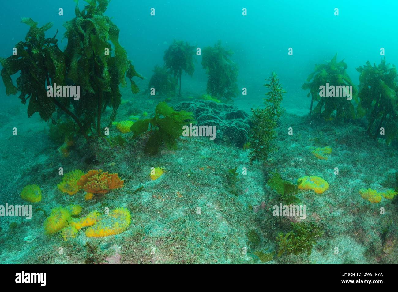 Éponges colorées éparpillées parmi le varech brun Ecklonia radiata sur un fond de mer rocheux plat recouvert de sable grossier. Lieu : Leigh Nouvelle-Zélande Banque D'Images