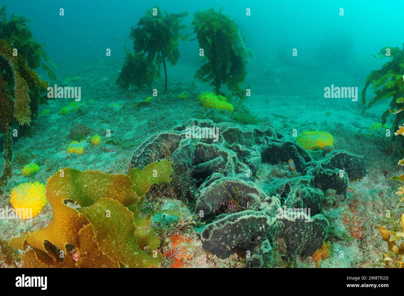 Diverses éponges et varech brun Ecklonia radiata sur fond de mer rocheux plat recouvert de sable grossier. Lieu : Leigh Nouvelle-Zélande Banque D'Images