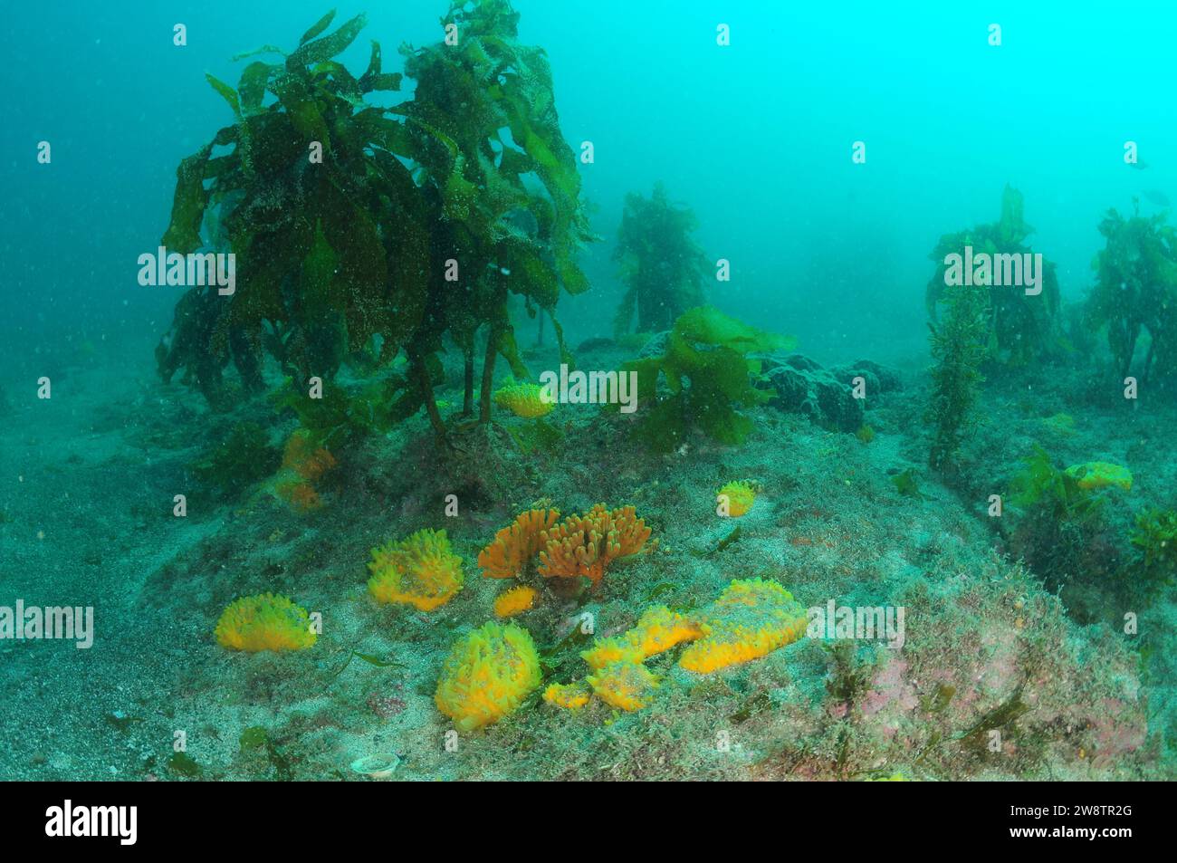 Éponges colorées parmi le varech brun Ecklonia radiata sur fond de mer rocheux plat recouvert de sable grossier. Lieu : Leigh Nouvelle-Zélande Banque D'Images