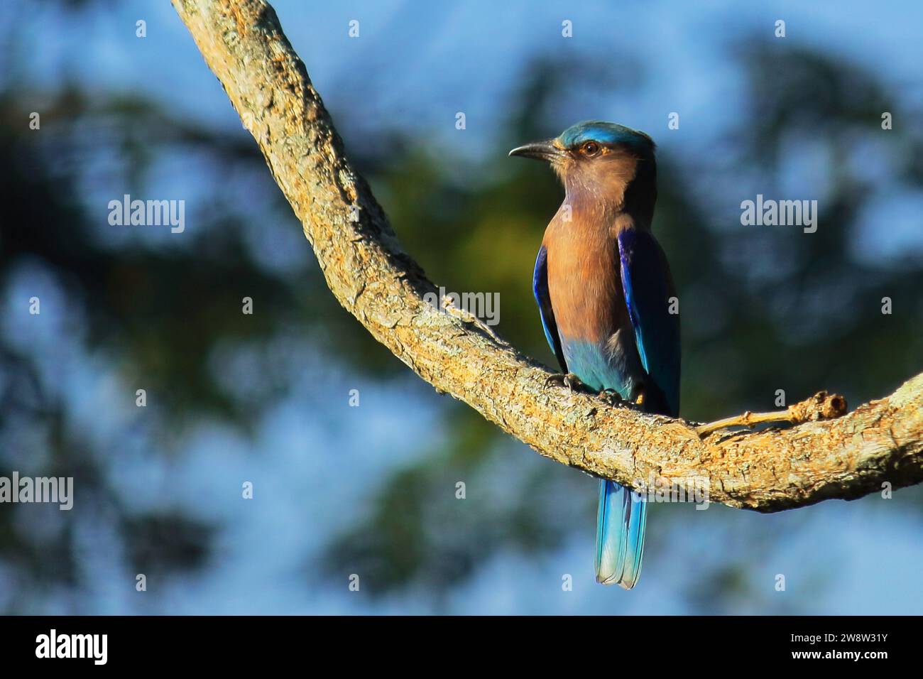 bel oiseau, rouleau indien (coracias benghalensis) perché sur la branche d'un arbre, forêt tropicale dans l'ouest du bengale, inde Banque D'Images