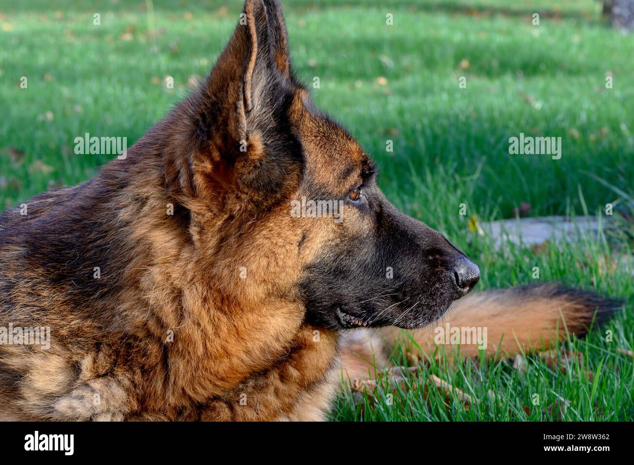 Gros plan du profil droit de la tête d'un berger allemand beige, avec un museau noir, regardant sérieusement et attentivement à droite Banque D'Images