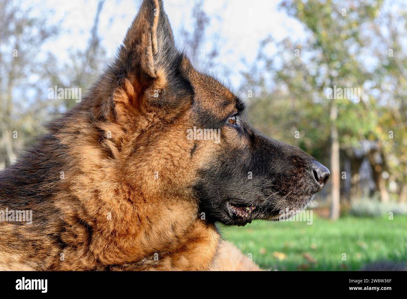 Gros plan du profil droit de la tête d'un berger allemand beige, avec un museau noir, regardant sérieusement et attentivement à droite Banque D'Images