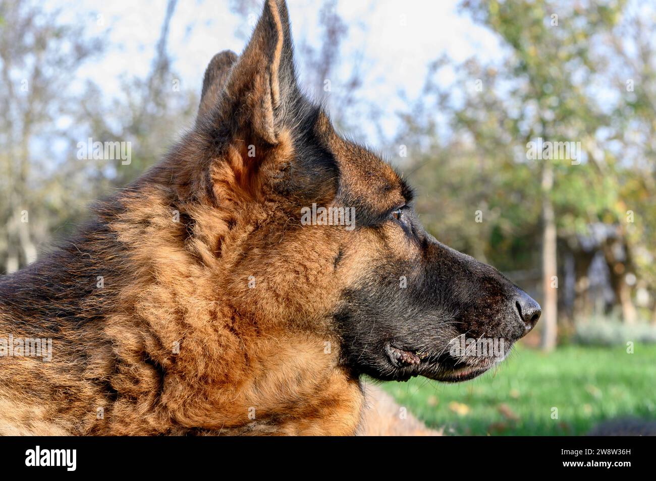 Gros plan du profil droit de la tête d'un berger allemand beige, avec un museau noir, regardant sérieusement et attentivement à droite Banque D'Images