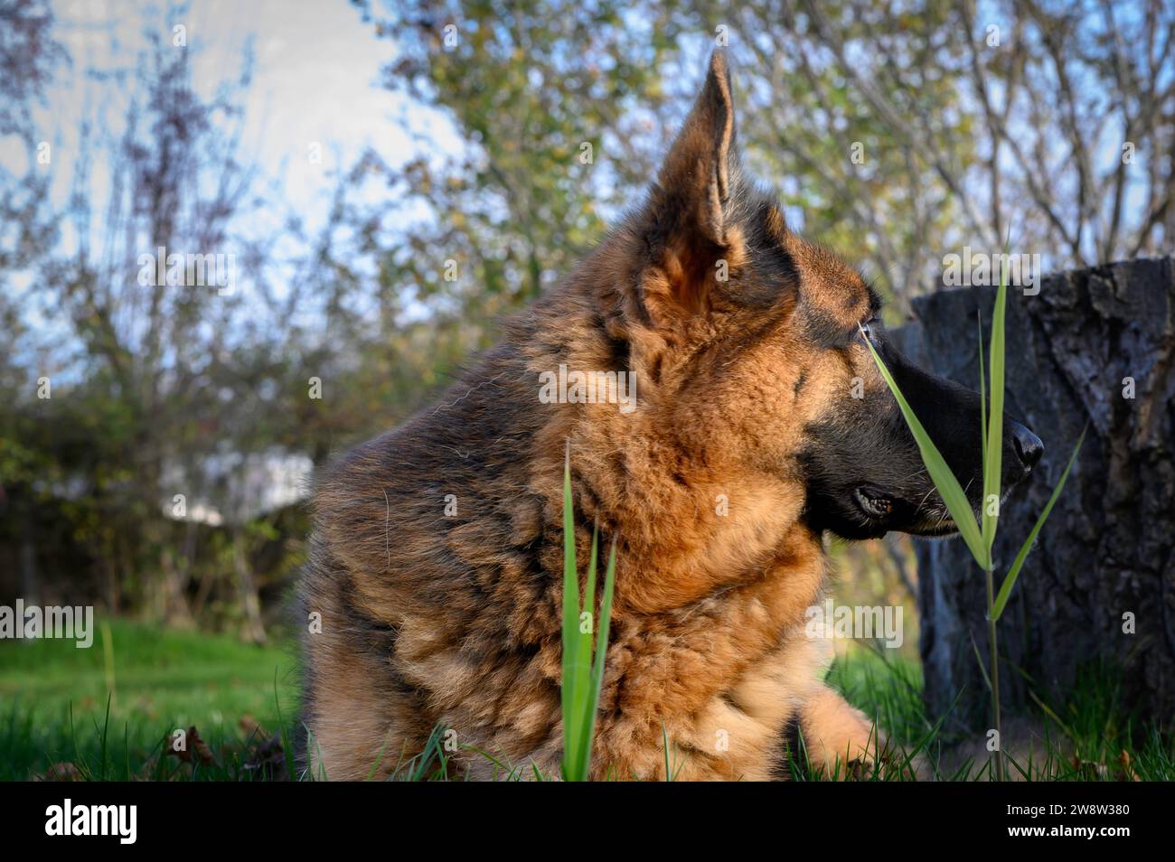 Chien berger allemand adulte regardant en arrière, à droite de la photo. Derrière flou le vert du champ. Beige intense, noir et beige Banque D'Images