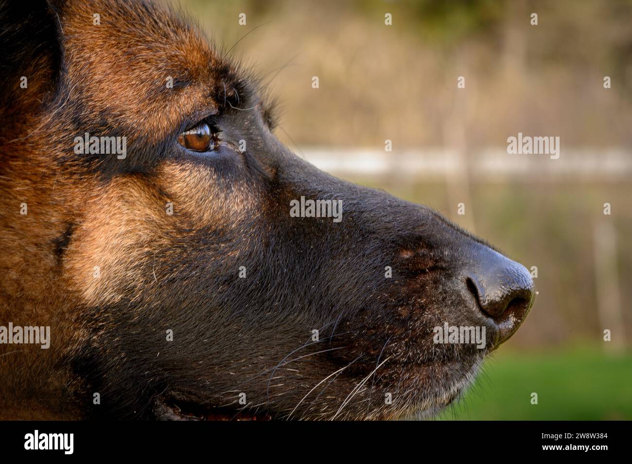 Gros plan extrême du profil droit du visage d'un berger allemand beige, avec un museau noir, regardant directement et attentivement vers la droite o Banque D'Images