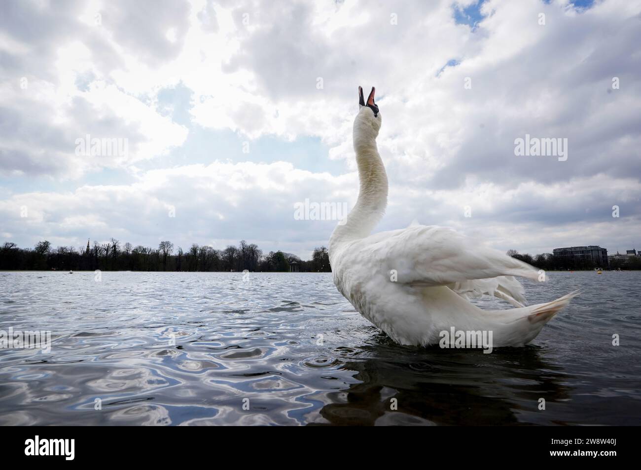 EXAMEN PA de L'ANNÉE 2023 photo du dossier datée du 03/04/23 - Un cygne dans la Serpentine à Hyde Park, Londres. Date de publication : jeudi 21 décembre 2023. Banque D'Images