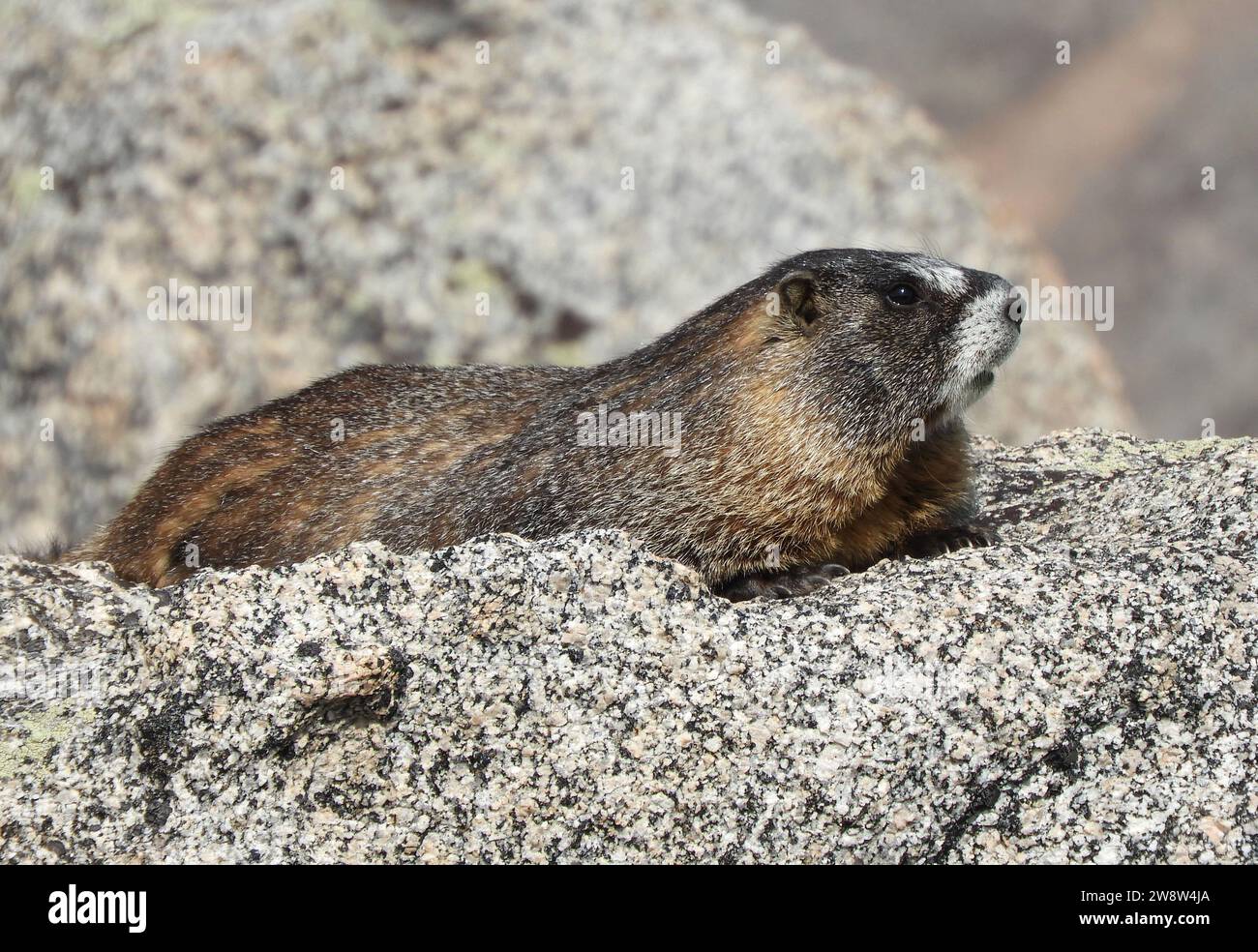 une marmotte à ventre jaune reposant dans des rochers de granit le long du sentier de randonnée jusqu'au sommet du mont evans dans les montagnes rocheuses du colorado Banque D'Images