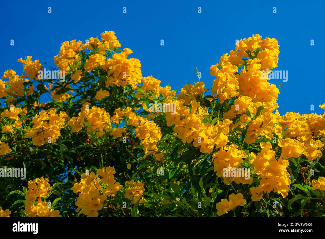 Fleurs jaunes, Tecoma stans, cloche jaune, vigne trompette, floraison dans un jardin sur ciel bleu. Banque D'Images