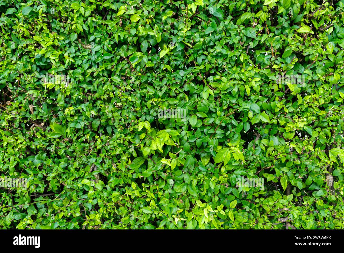 Texture abstraite de la feuille verte, arrière-plan de la nature, feuille tropicale Banque D'Images