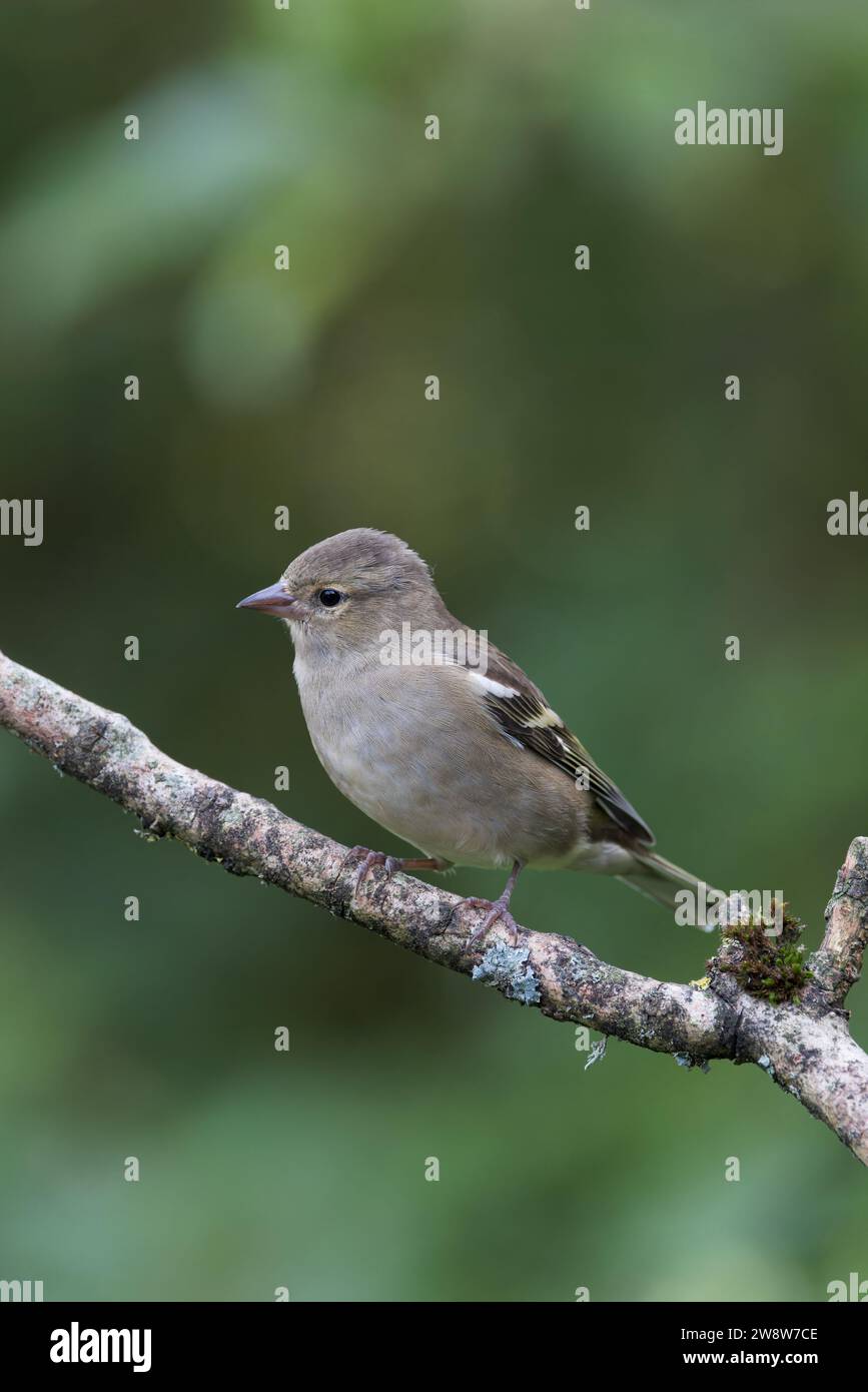 Chaffinch eurasien [ Fringilla coelebs ] oiseau femelle sur un bâton Banque D'Images