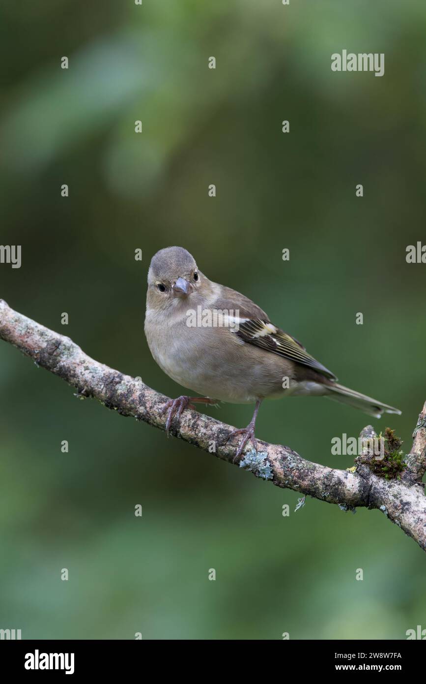 Chaffinch eurasien [ Fringilla coelebs ] oiseau femelle sur un bâton Banque D'Images