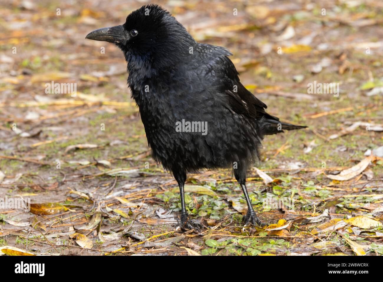 Le Carrion Crow est un oiseau extrêmement intelligent qui est bien connu pour être un résolveur de problèmes. Ils forment également des partenariats monogames à long terme. Banque D'Images