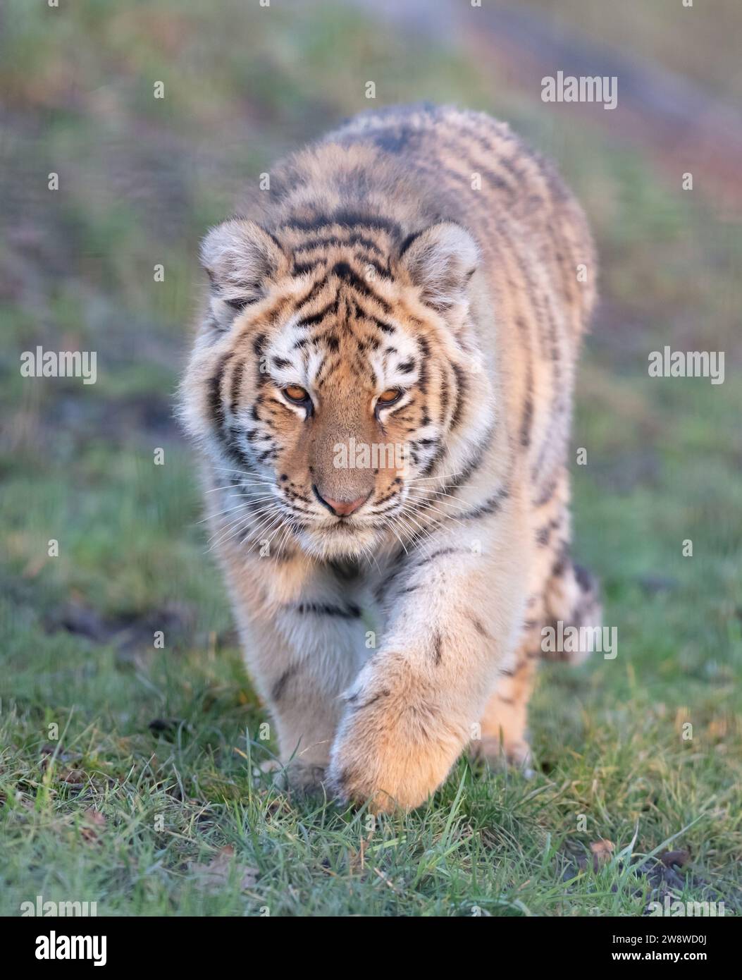 Junior amour tigre sur l'herbe verte - grand chat dangereux Banque D'Images