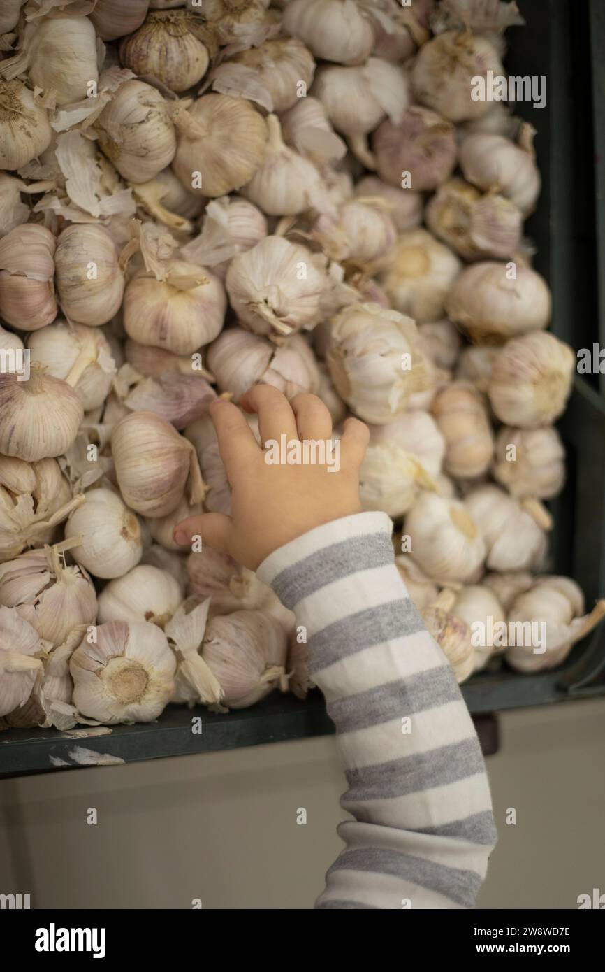 L'enfant prend de l'ail. La main d'un enfant prend une tête d'ail. Acheter des légumes. Un légume-racine sain. Banque D'Images