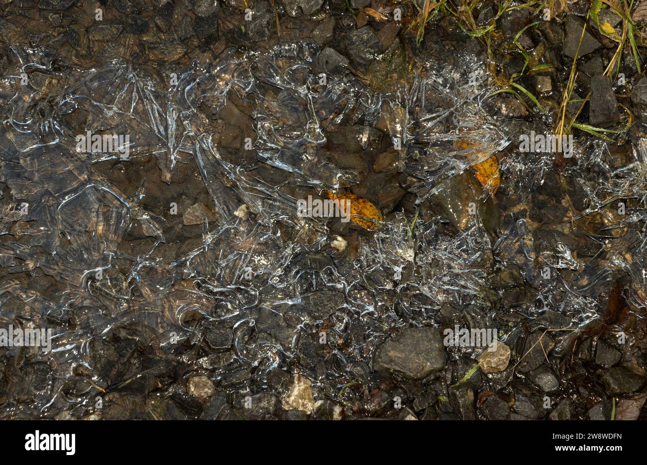 Lors d'un hivers glacial le matin, la glace se forme sur les flaques d'eau et sur les bords des étangs et des ruisseaux. L'eau est l'une des rares substances trouvées dans les trois États. Banque D'Images