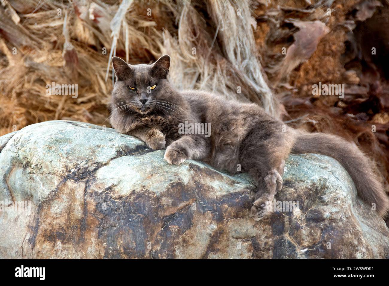 Un chat de rue gris sauvage moelleux se trouve confortablement sur un grand rocher au soleil, sur l'île canarienne de Gran Canaria en Espagne Banque D'Images