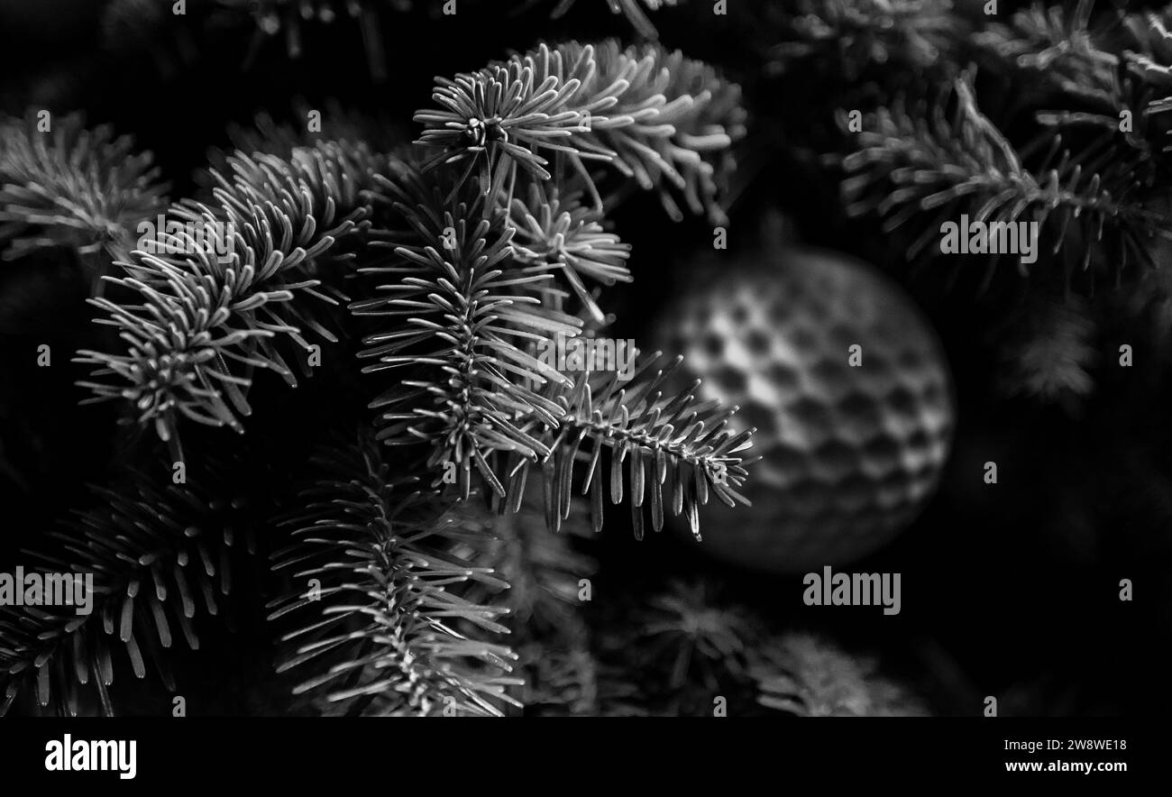 branche d'aiguilles de peluche d'arbre de noël noir et blanc de pin se fermer avec décoration de boule blanche Banque D'Images