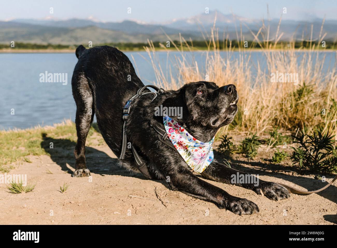 Vieux chien noir Labrador Retriever jouant en s'inclinant au bord du lac Banque D'Images