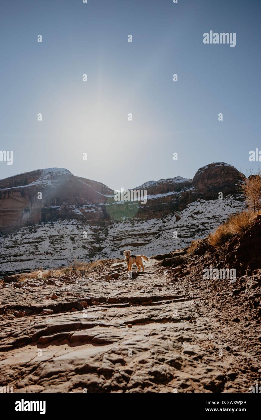 Un petit chien Golden Retriever debout sur le sentier de randonnée Moab en hiver Banque D'Images