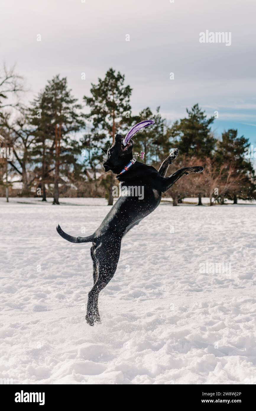 Un chien de sauvetage black Lab Bull de race mixte jouant au Frisbee dans la neige Banque D'Images