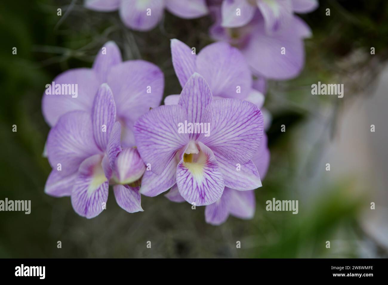 Gros plan d'orchidée violette fleurissant sur l'arbre Banque D'Images