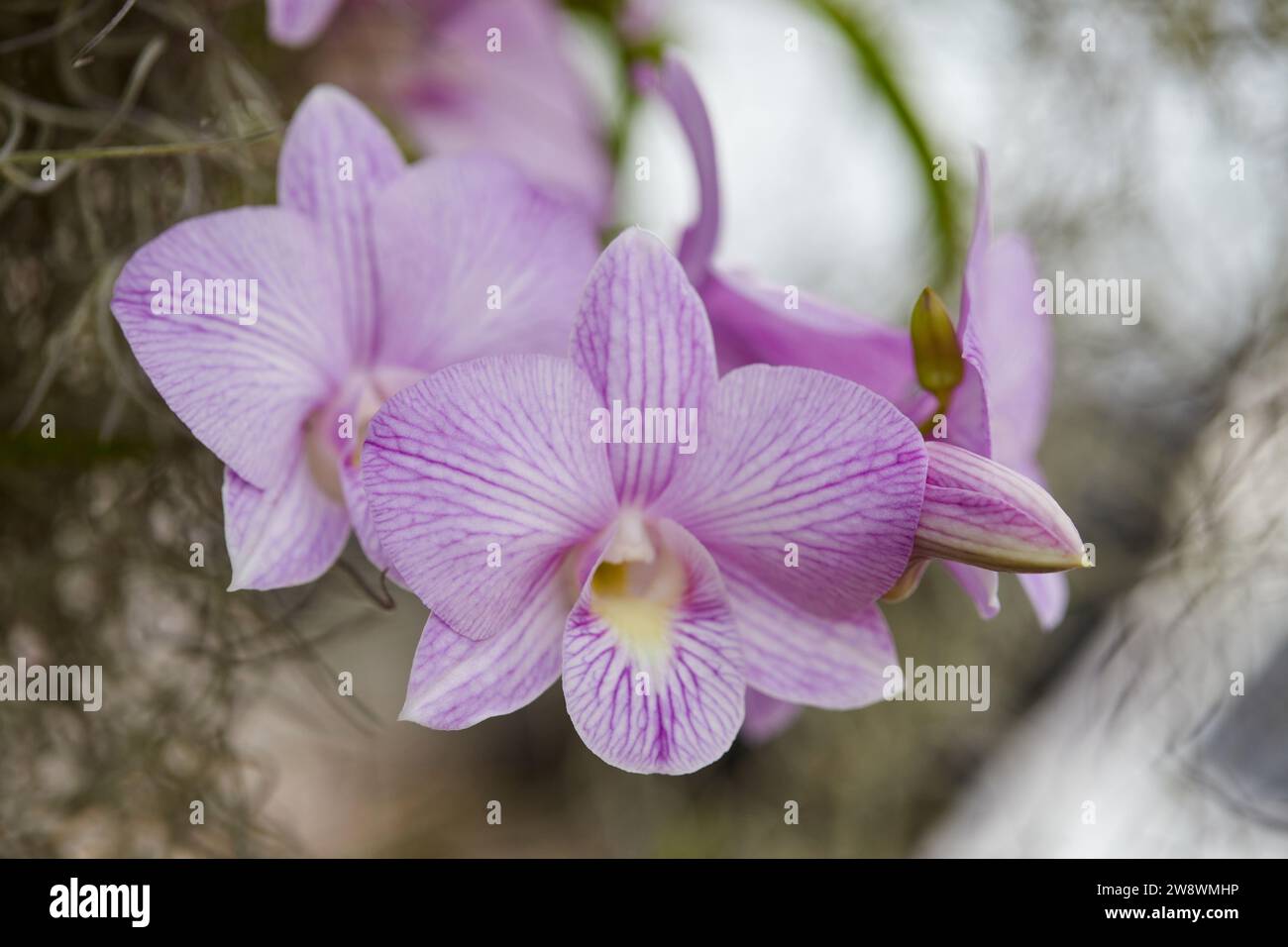Gros plan d'orchidée violette fleurissant sur l'arbre Banque D'Images