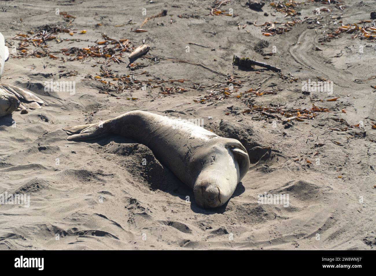 Bébé Seal se serrant sur la plage de Piedras Blancas Banque D'Images