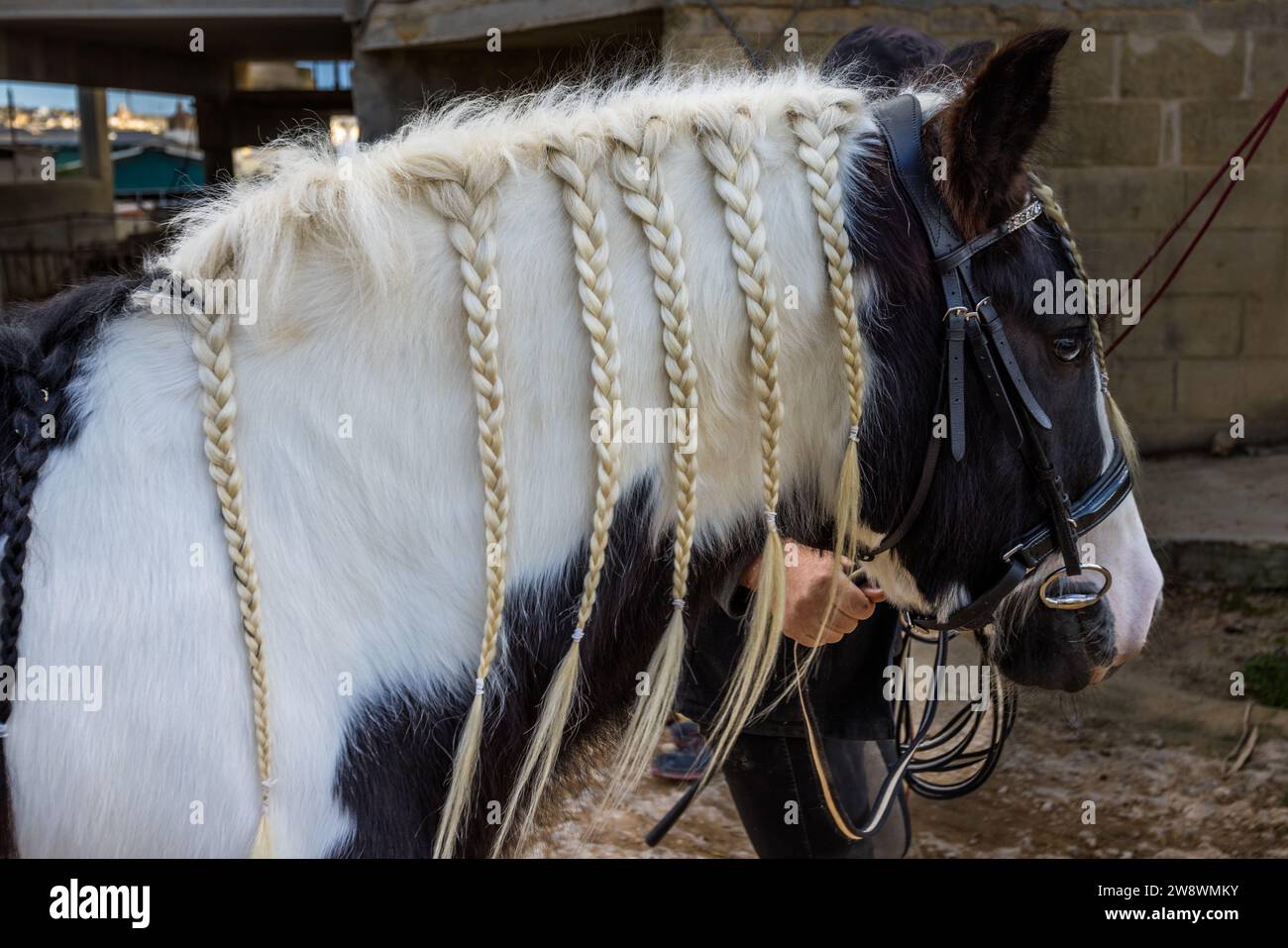 Un cheval pie noir et blanc avec une crinière tressée de manière élaborée est tenu en bride à la ferme touristique Tuta à Kerċem, Gozo, Malte. Banque D'Images