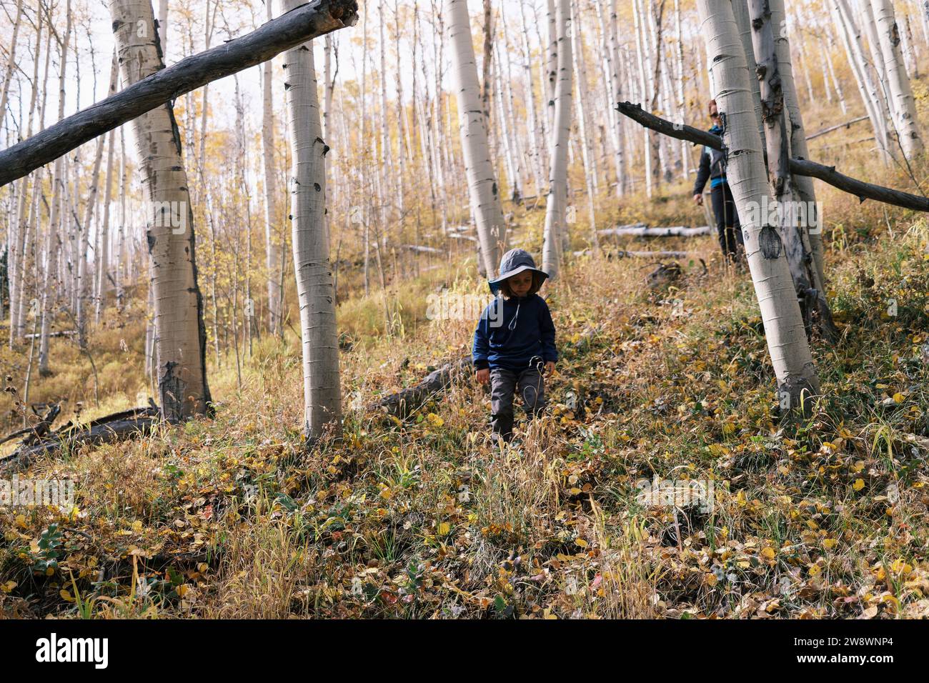Enfant marchant sur une pente dans une forêt d'Aspen, Colorado Banque D'Images
