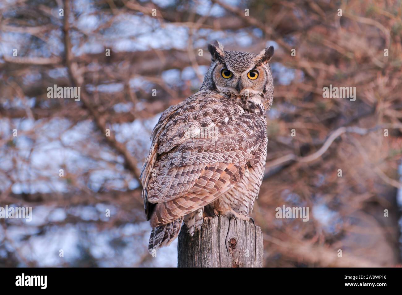 Grand hibou à cornes perché sur un poteau, chassant des proies Banque D'Images