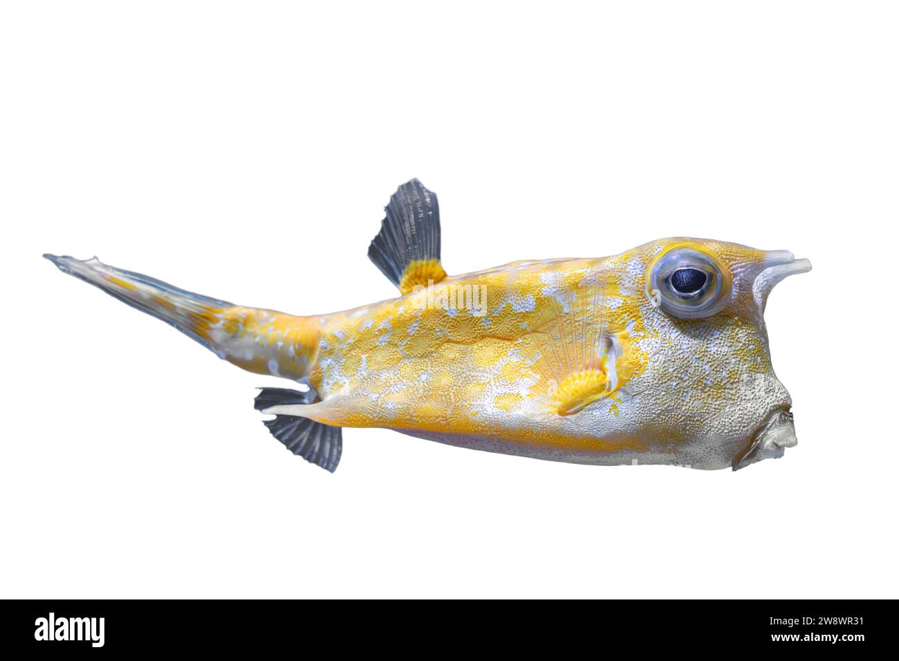 Cowfish, Lactoria cornuta isolé sur fond blanc. Poisson jaune tropical de vache longhorn, animal de compagnie d'aquarium, organisme aquatique, vie sous-marine Banque D'Images