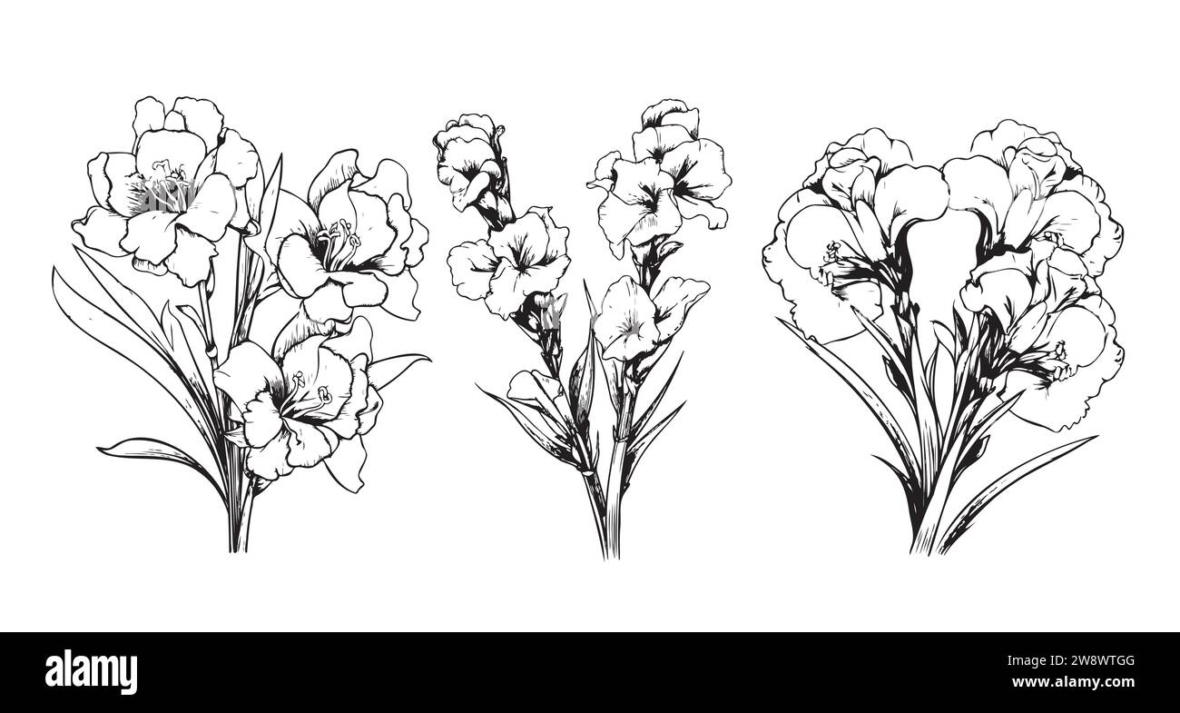 gladiolus fleur crayon art, noir et blanc contour vectoriel coloriage page et livre pour adultes et enfants fleur gladiolus, avec des feuilles dessinées à la main illustration à l'encre gravée conception artistique Illustration de Vecteur