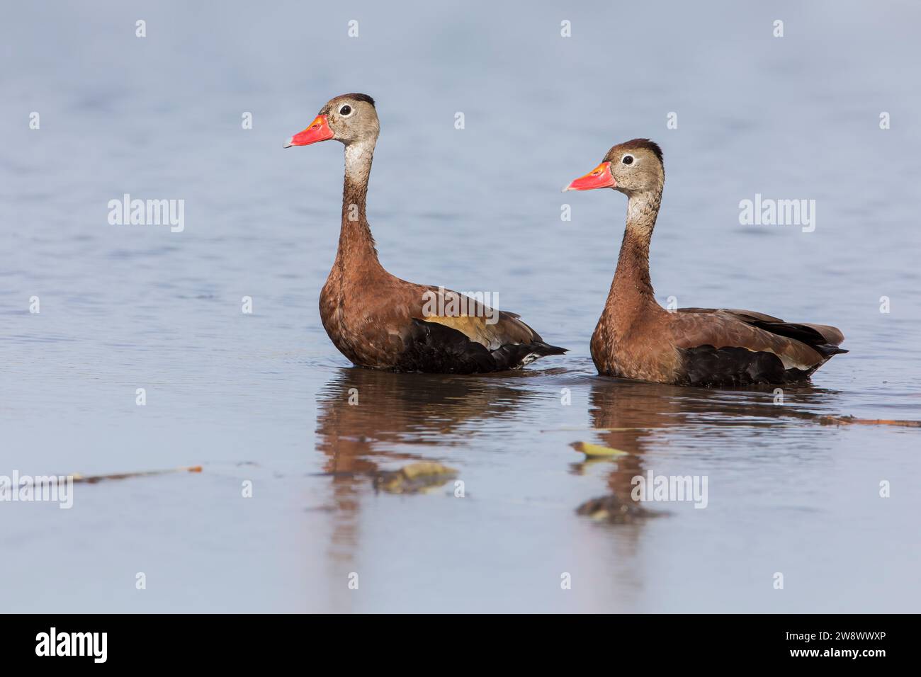 Canard sifflant à ventre noir (Dendrocygna autumnalis) au lac Parker, Floride, États-Unis Banque D'Images