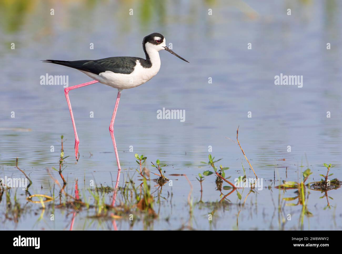 Pilotis à col noir (Himantopus mexicanus) dans les marais, Kissimmee, Floride, États-Unis Banque D'Images