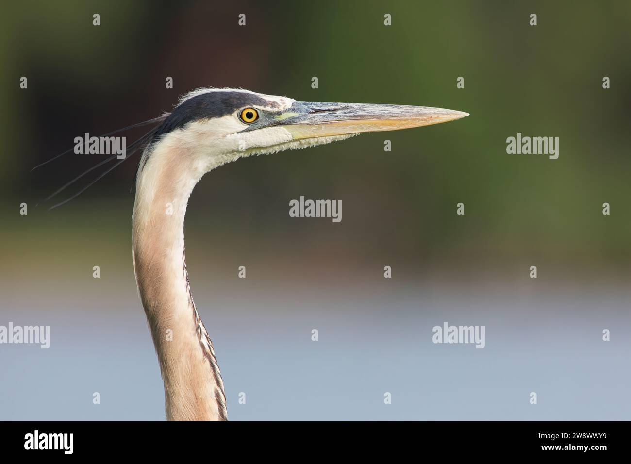 Portrait de tête de grand héron bleu (Ardea herodias) au lac Morton, Floride, USA Banque D'Images