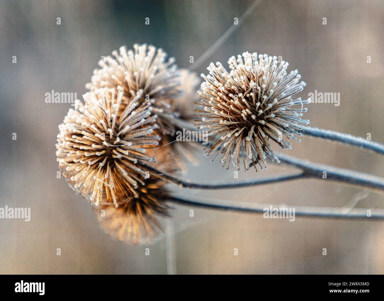 Gros plan des têtes de graines de plantes à pointes sauvages couvertes de gel en automne avec joli fond flou et bokeh Banque D'Images