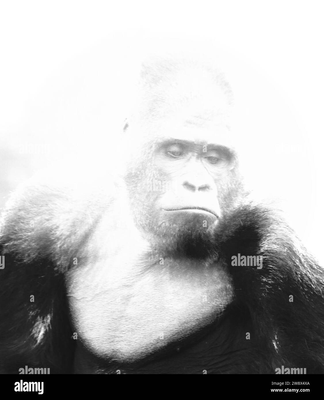 Gorille de plaine de l'Ouest Banque D'Images