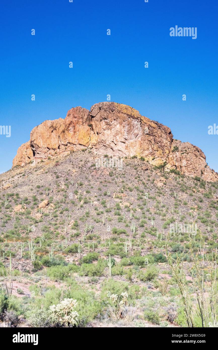 Tonto National Forest USA / Amérique- biome de paysage désertique près de Phoenix Arizona avec cactus et cactus - saguaro et montagnes contreforts de montagne Banque D'Images