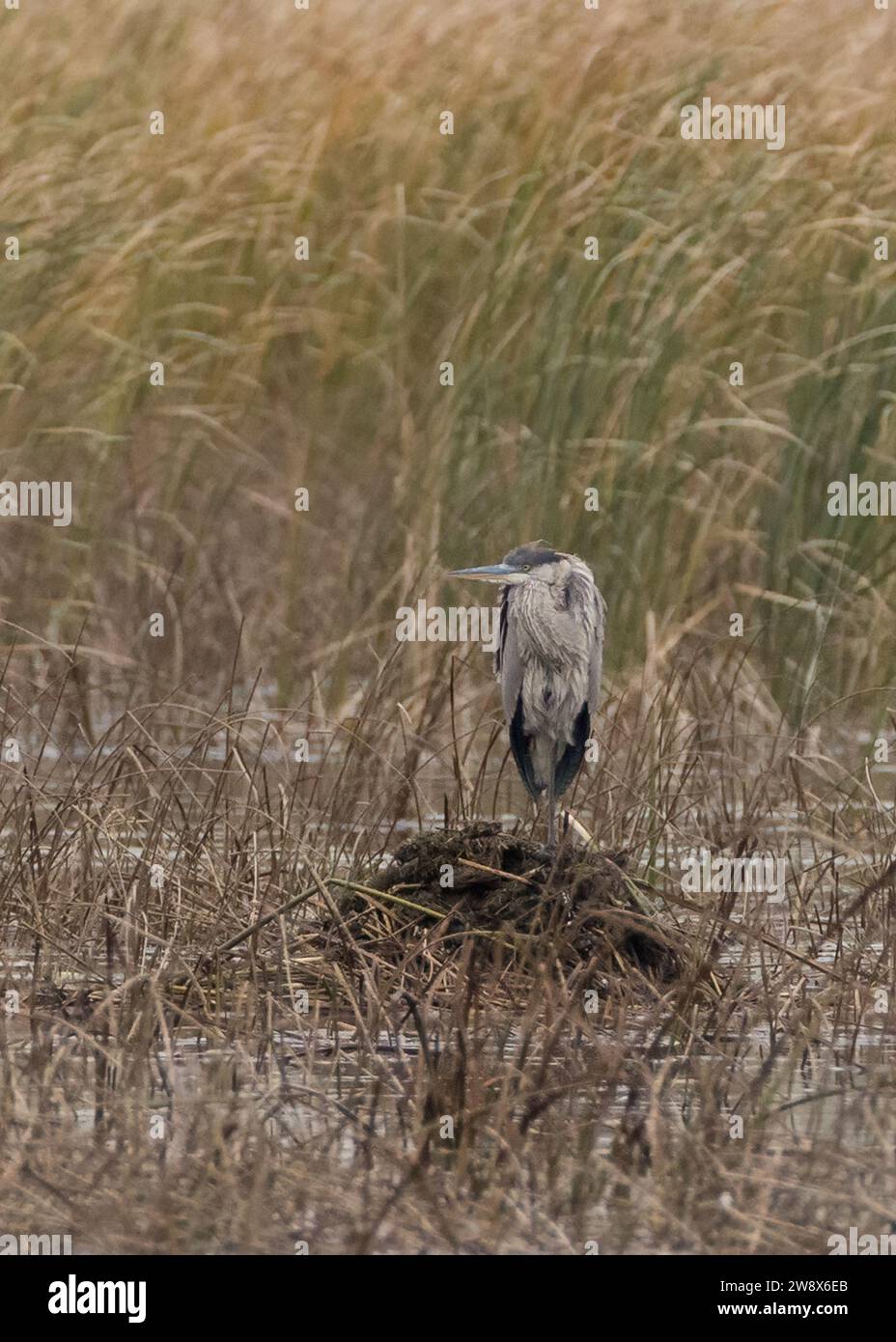 Great Blue Heron sur le Lodge de rat musqué semble petit parmi la végétation haute Banque D'Images