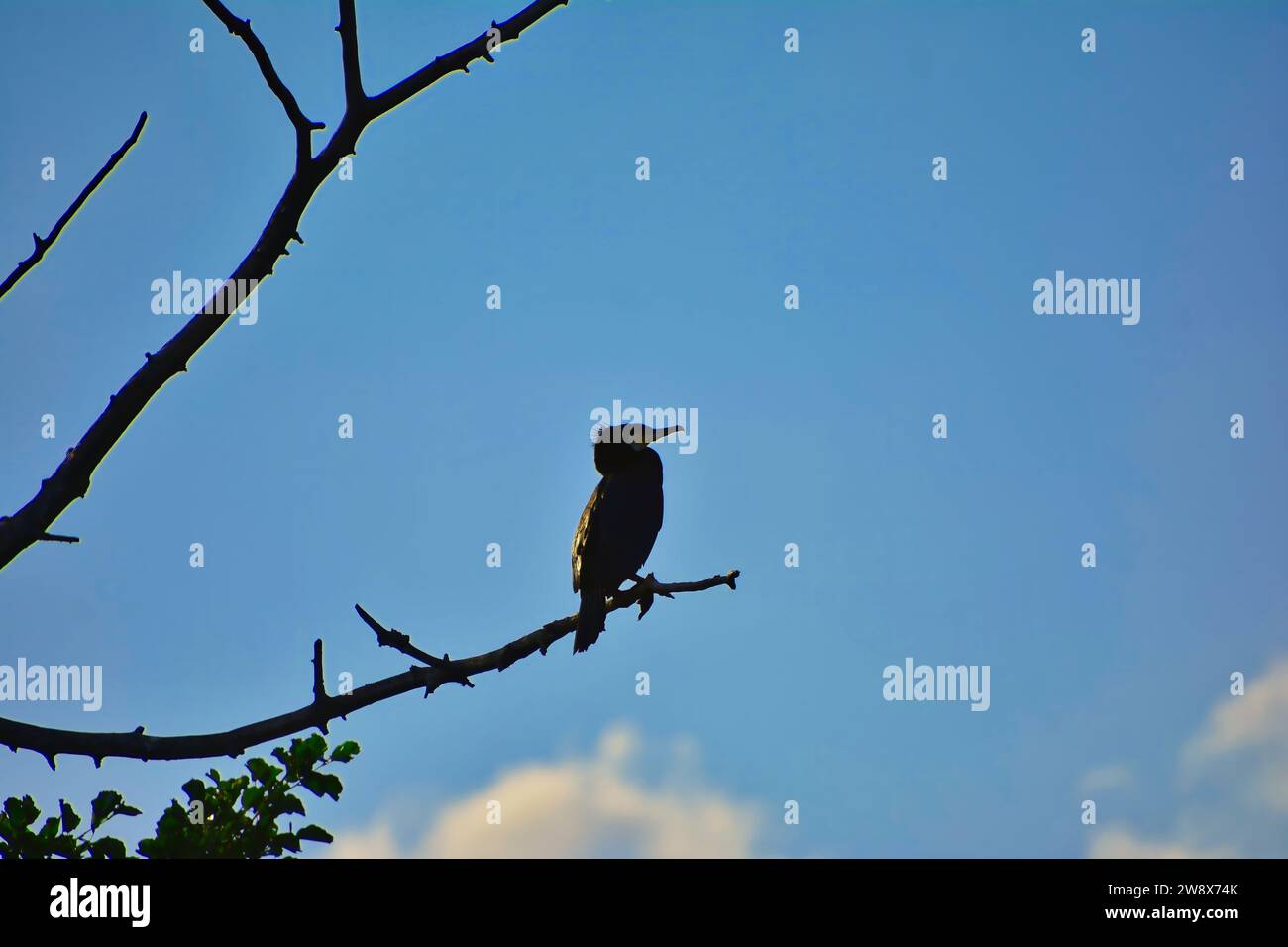 Cormorant est assis sur une branche, sur le lac polonais dans le ciel bleu de fond. Phalacrocorax carbo Banque D'Images