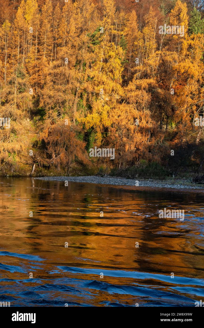 Larix. Mélèzes de fin d'automne le long de la rivière Spey. Craigellachie, Morayshire, Écosse Banque D'Images