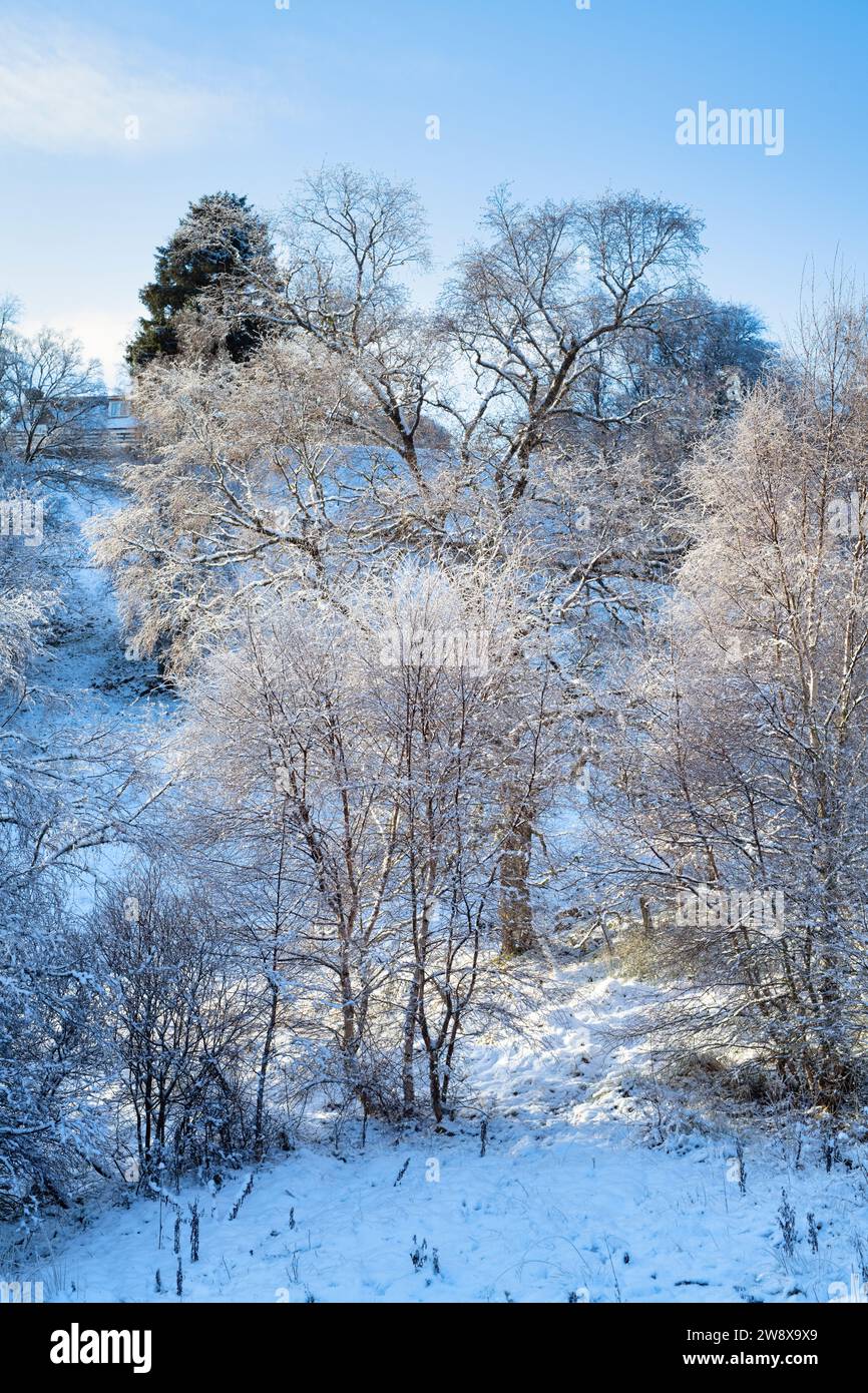 Betula pendula. Bouleau argenté couvert de neige gelée dans la campagne écossaise. Glen Brown, Cairngorms, Highlands, Écosse Banque D'Images