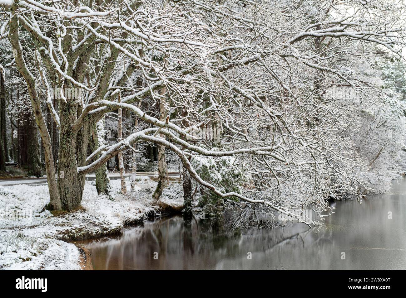 Loch Garten dans la neige. Highlands, Écosse Banque D'Images