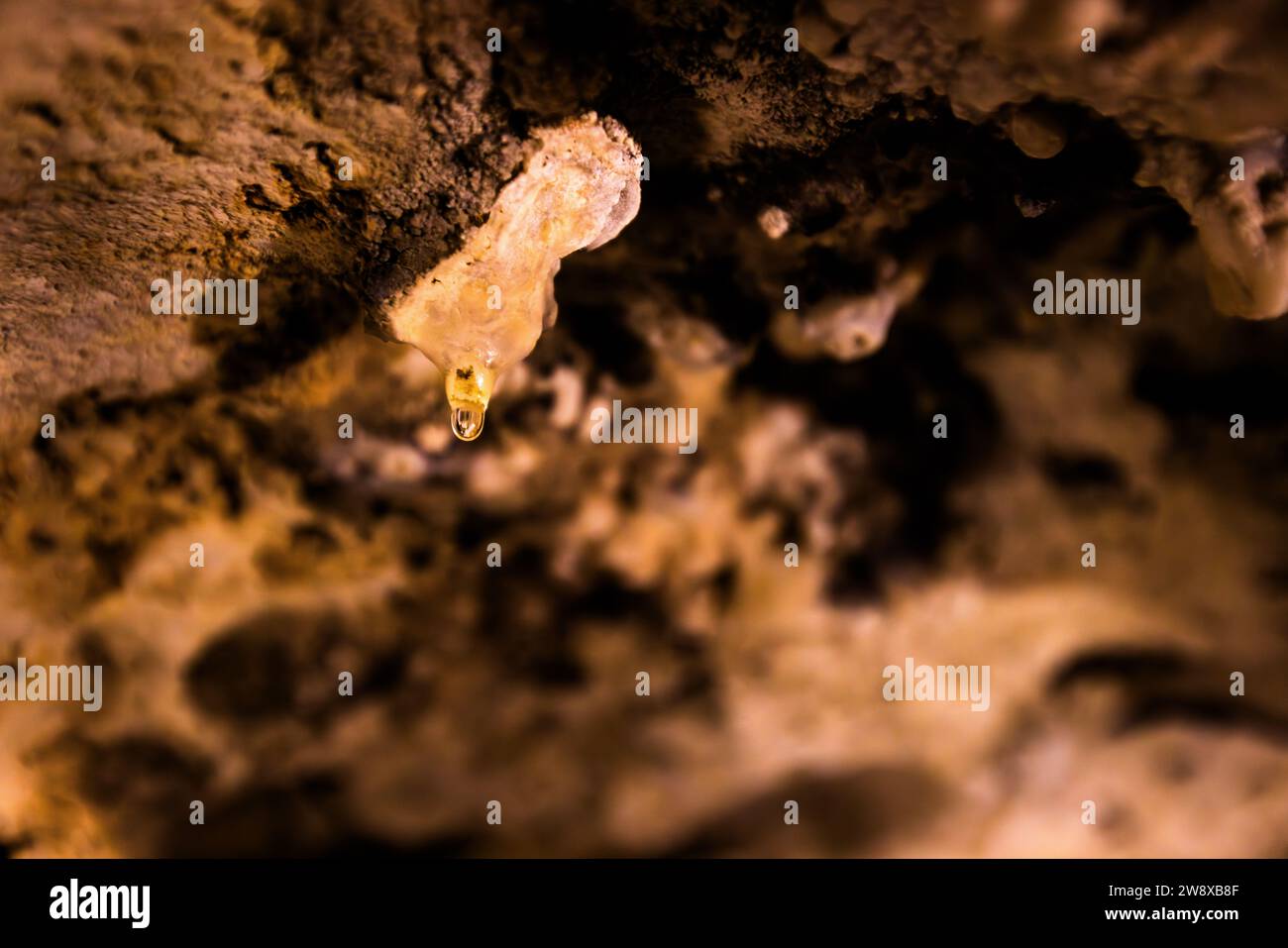 Lentement, une goutte d'eau riche en minéraux se forme, créant un Speleothem qui est initialement aussi épais qu'une paille et prend plusieurs années pour pousser d'un millimètre. La grotte de Ninu est une grotte de stalactites sur Gozo, qui a été découverte par hasard par Guzepp Rapa sous sa maison alors qu'il cherchait de l'eau. La grotte est maintenant gérée par la troisième génération de ses descendants à Xaghra, Gozo, Malte Banque D'Images