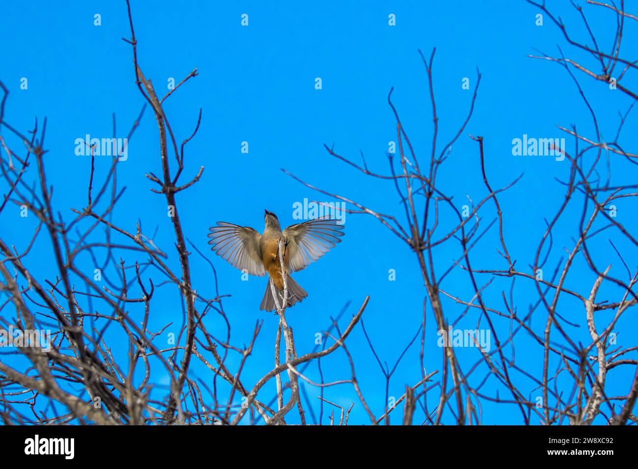 Femelle vermillon flycatcher Pyrocephalus rubinus ramassant des insectes volants autour d'une petite brindille dans un buisson dans le comté d'Orange, Californie ; États-Unis Banque D'Images