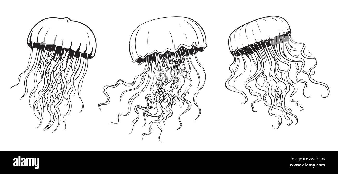 Méduses. Illustration vectorielle dessinée à la main de Jelly Fish sur un arrière-plan isolé en style de contour. Dessin d'un animal de mer. Gravure de poissons sous-marins peints à l'encre noire pour icône ou logo. Esquisse linéaire. Illustration de Vecteur